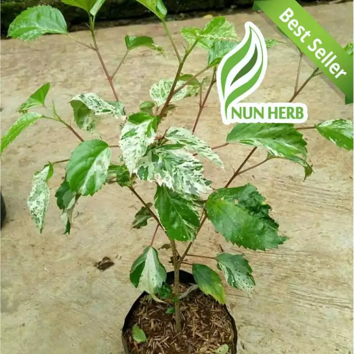 Detail Bunga Sepatu Daun Putih Nomer 29