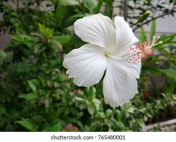 Bunga Sepatu Putih - KibrisPDR