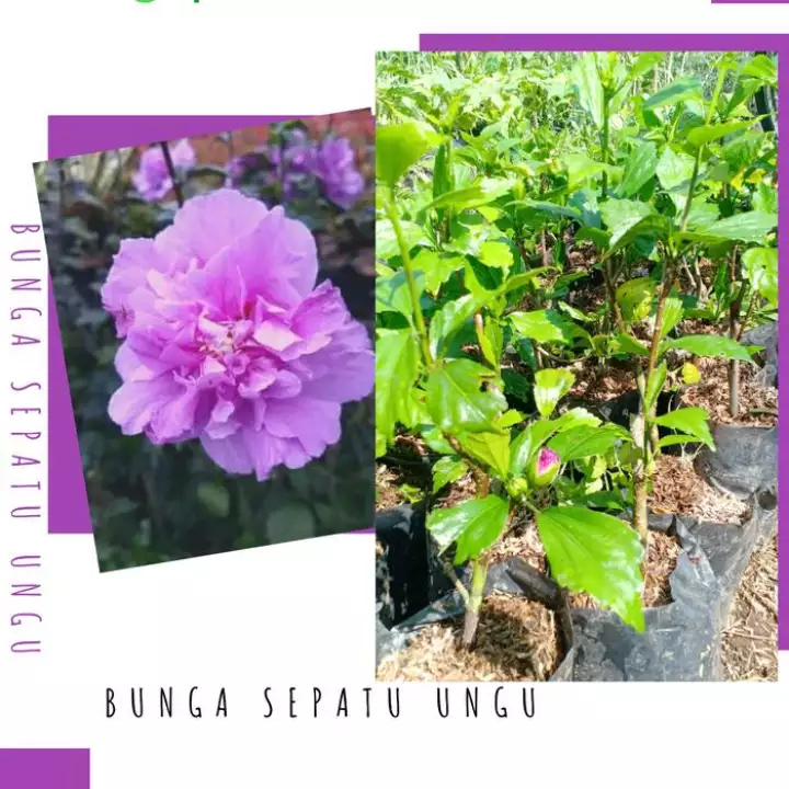 Detail Bunga Sepatu Ungu Nomer 34