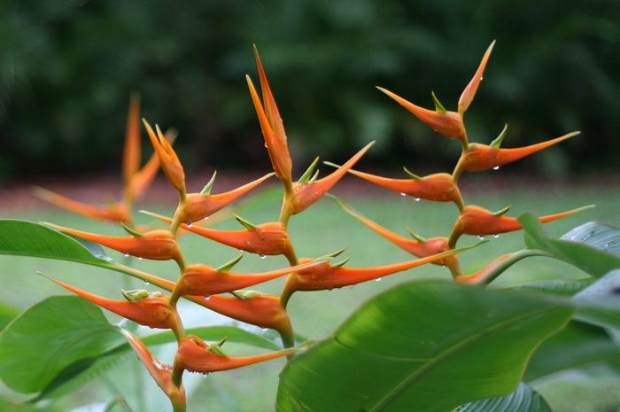 Detail Bunga Seperti Pohon Pisang Nomer 46