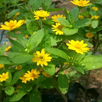 Detail Bunga Seribu Bunga Nomer 25