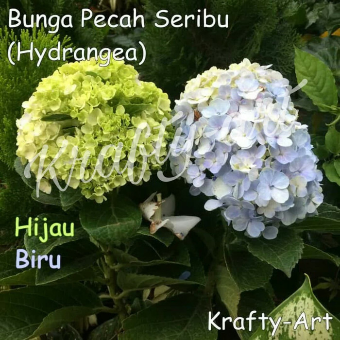 Detail Bunga Seribu Bunga Nomer 8