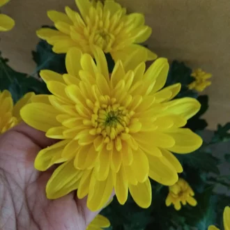 Detail Bunga Seruni Kuning Nomer 27
