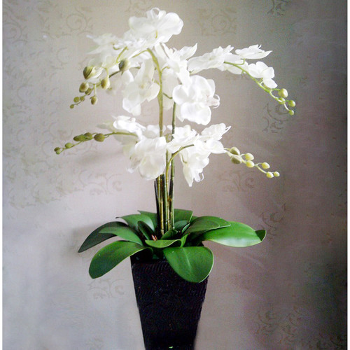 Detail Bunga Sudut Rumah Nomer 2
