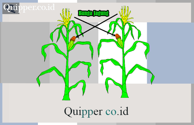 Detail Bunga Tak Sempurna Nomer 15