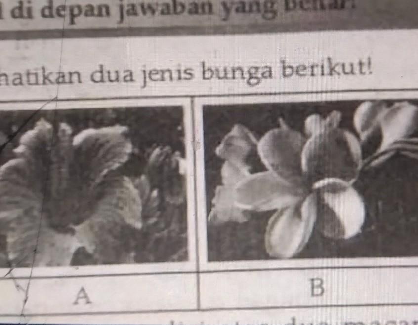 Detail Bunga Tak Sempurna Nomer 44