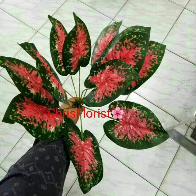 Detail Bunga Talas Merah Nomer 42