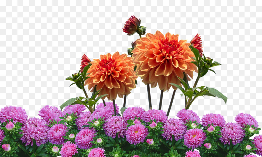 Bunga Taman Png - KibrisPDR