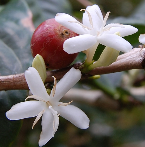 Bunga Tanaman Kopi - KibrisPDR