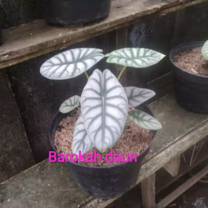 Detail Bunga Tengkorak Silver Nomer 53