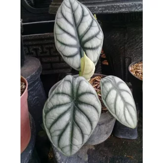Detail Bunga Tengkorak Silver Nomer 8