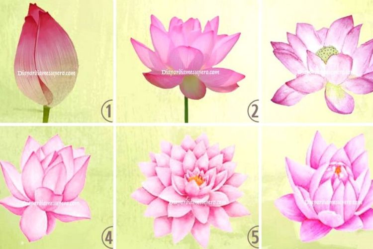 Detail Bunga Terate Nomer 27
