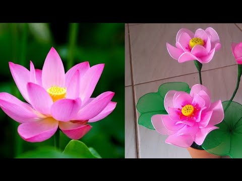 Detail Bunga Terate Nomer 33