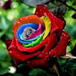 Detail Bunga Tercantik Di Dunia Rainbow Roses Nomer 11