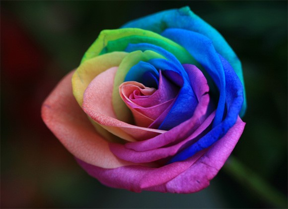 Detail Bunga Tercantik Di Dunia Rainbow Roses Nomer 5