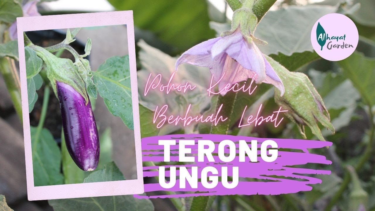 Detail Bunga Terong Ungu Nomer 49