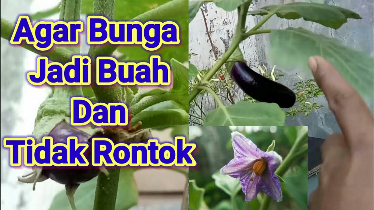 Detail Bunga Terong Ungu Nomer 54