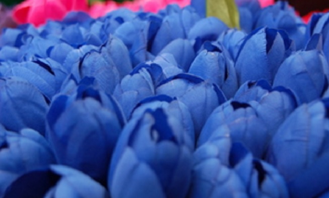 Detail Bunga Tulip Biru Nomer 3