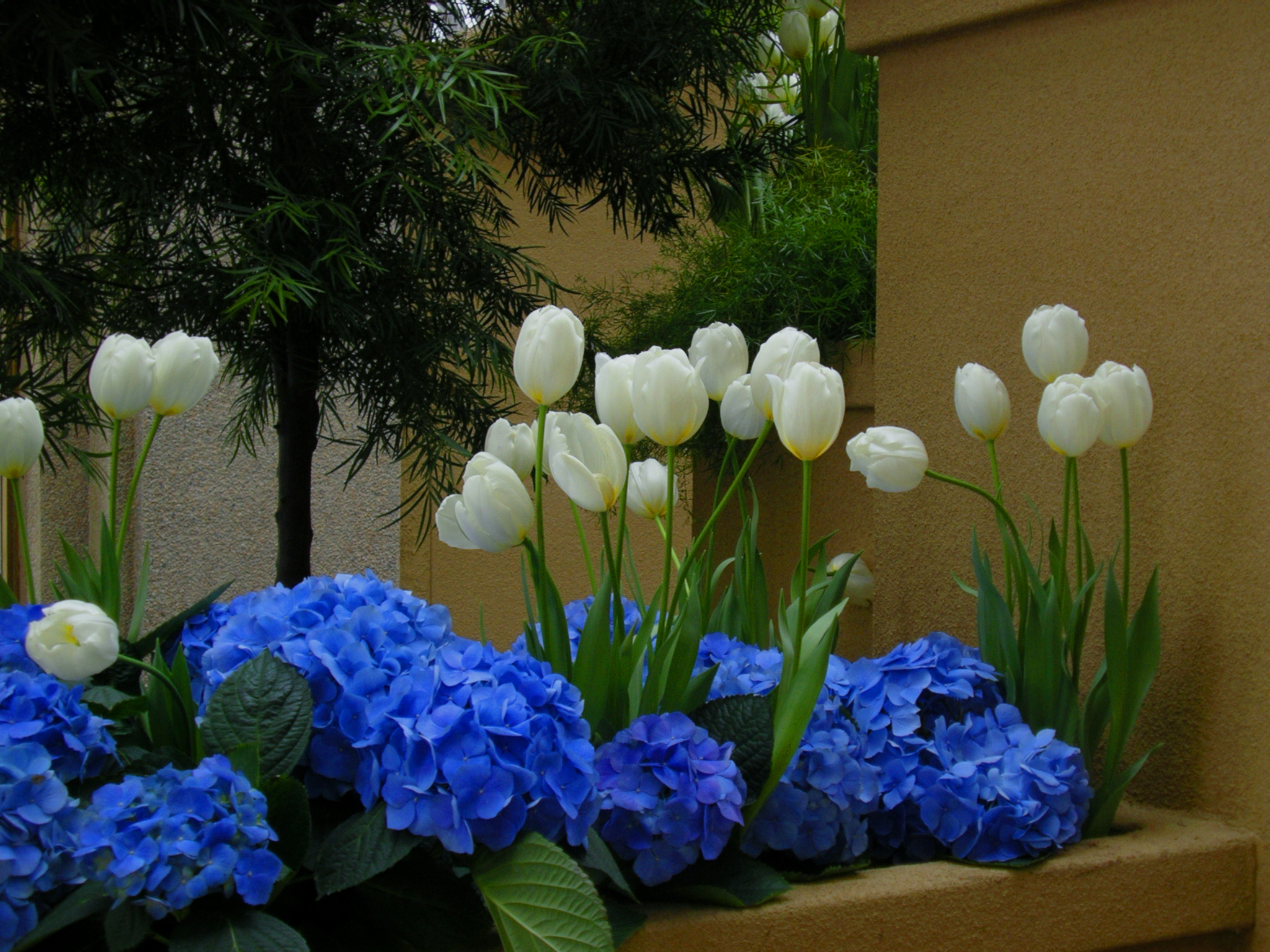 Detail Bunga Tulip Biru Nomer 21