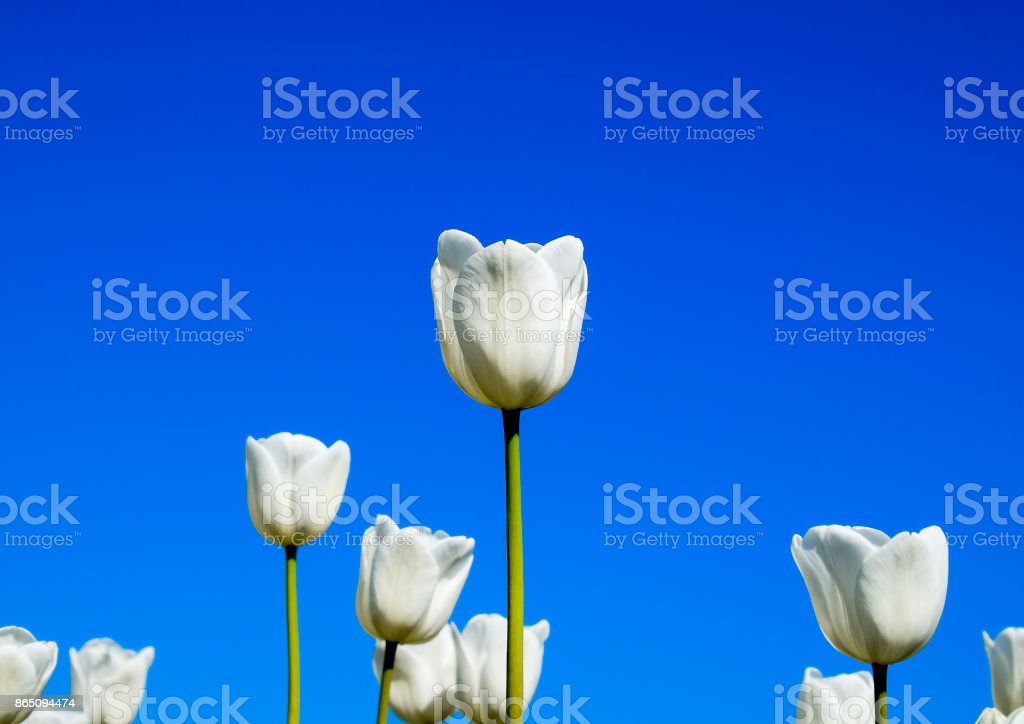 Detail Bunga Tulip Biru Nomer 50
