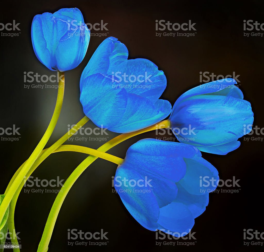 Detail Bunga Tulip Biru Nomer 53