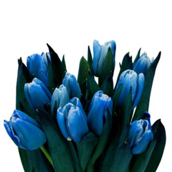 Detail Bunga Tulip Biru Nomer 7