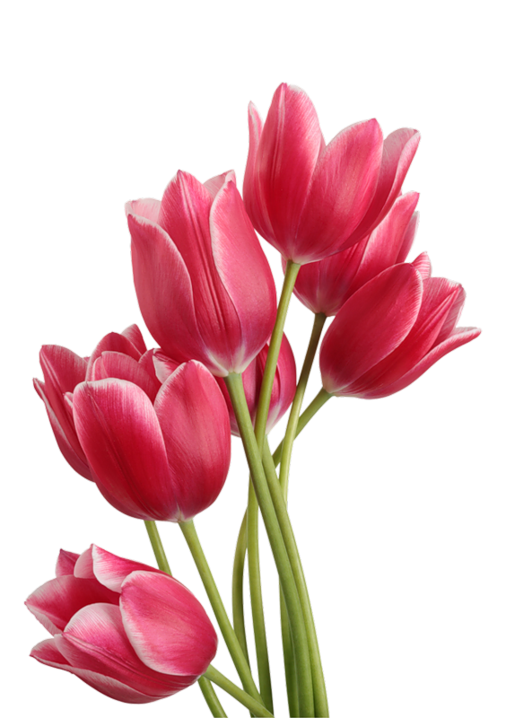 Detail Bunga Tulip Gambar Nomer 23