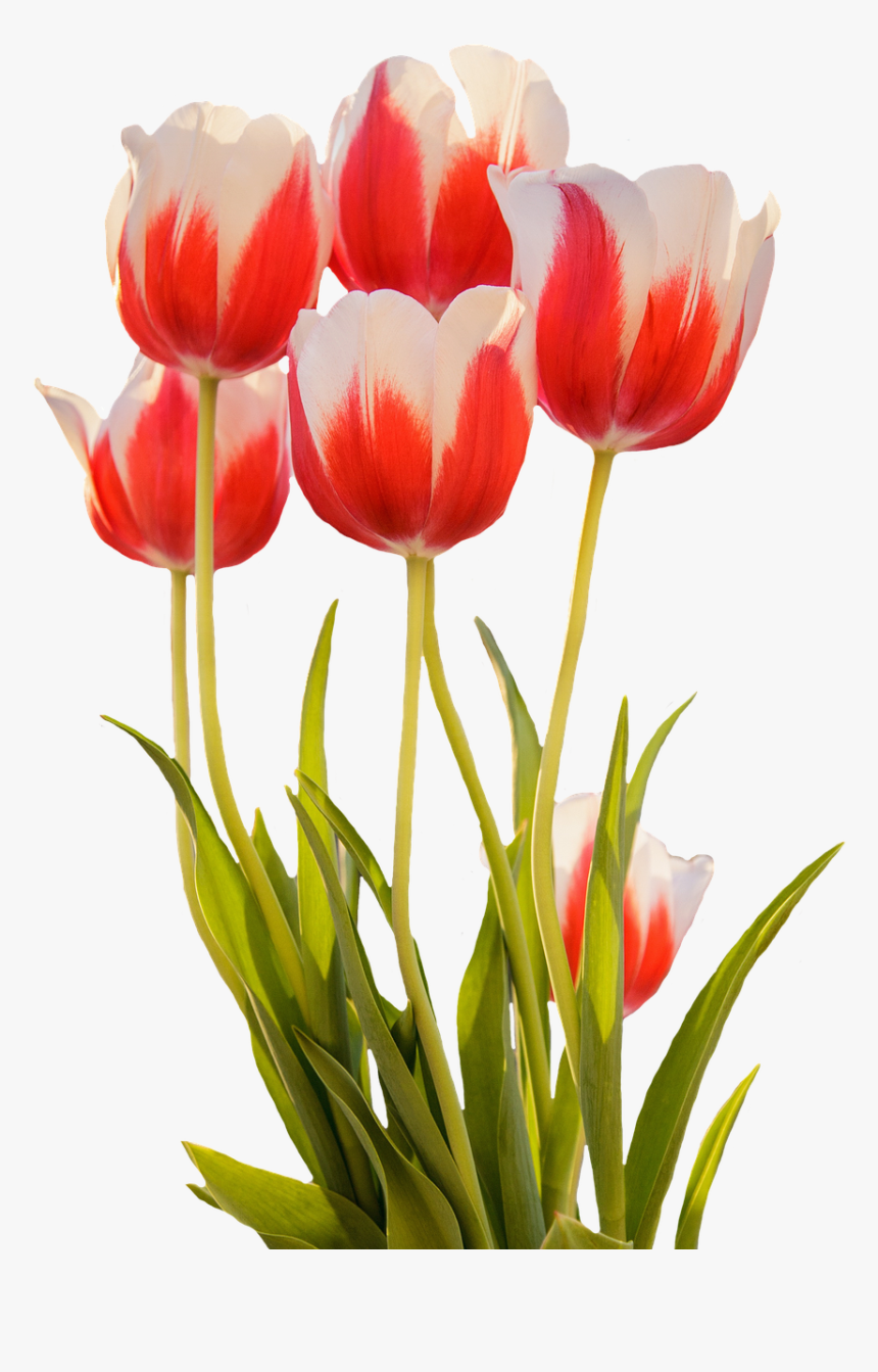 Detail Bunga Tulip Hd Nomer 14