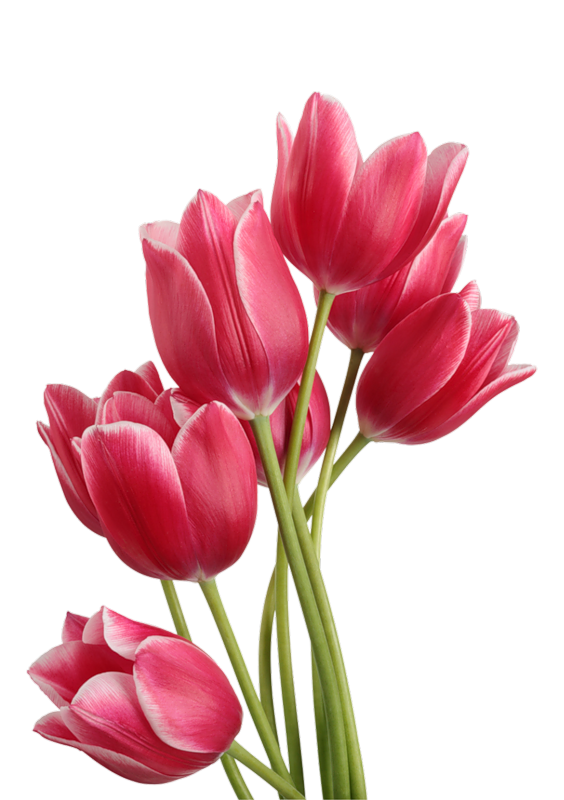 Detail Bunga Tulip Hd Nomer 20