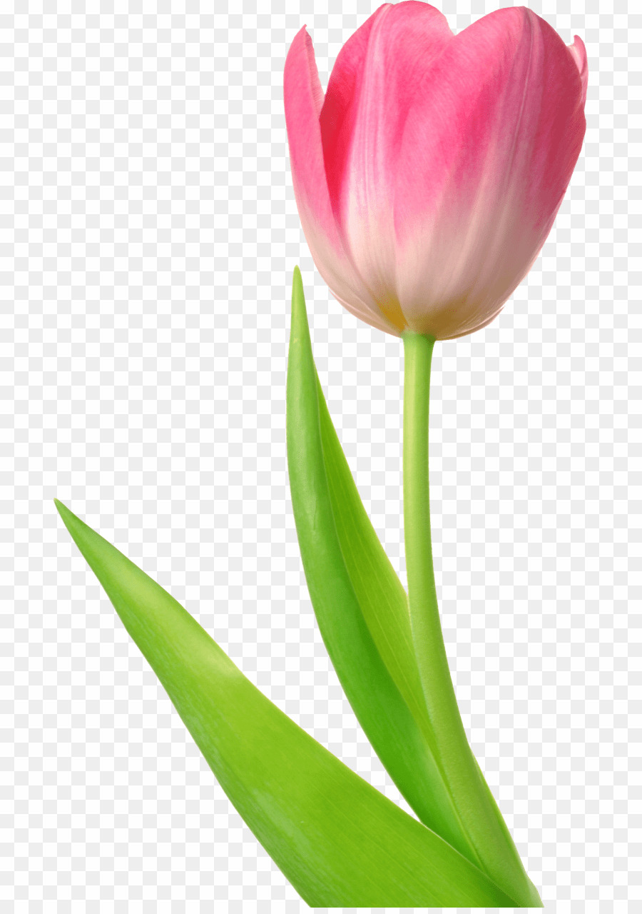 Detail Bunga Tulip Hd Nomer 3