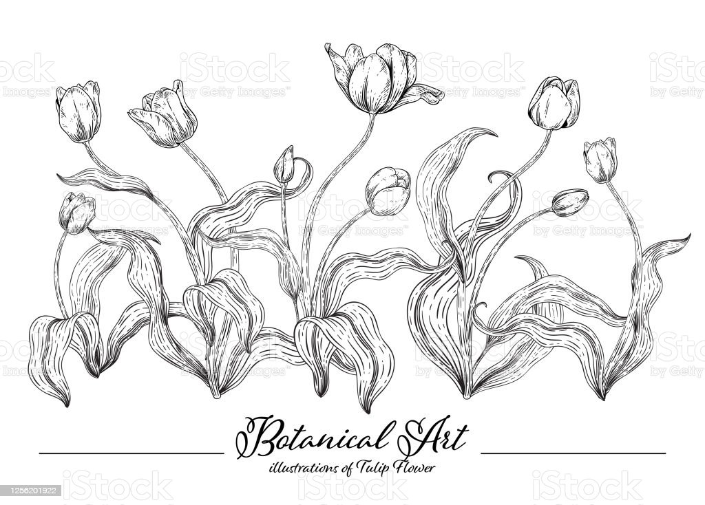 Detail Bunga Tulip Hitam Putih Nomer 34