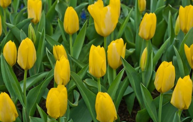 Detail Bunga Tulip Kuning Nomer 15