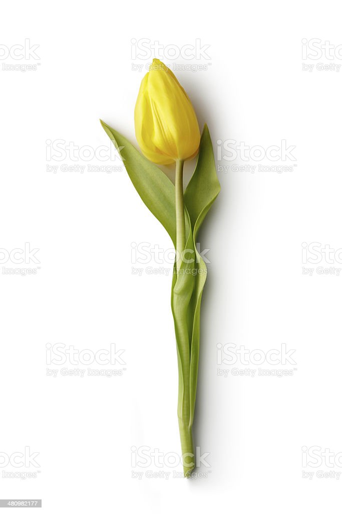 Detail Bunga Tulip Kuning Nomer 18