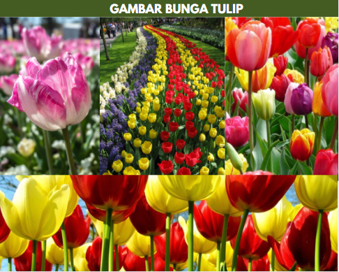 Detail Bunga Tulip Kuning Nomer 34