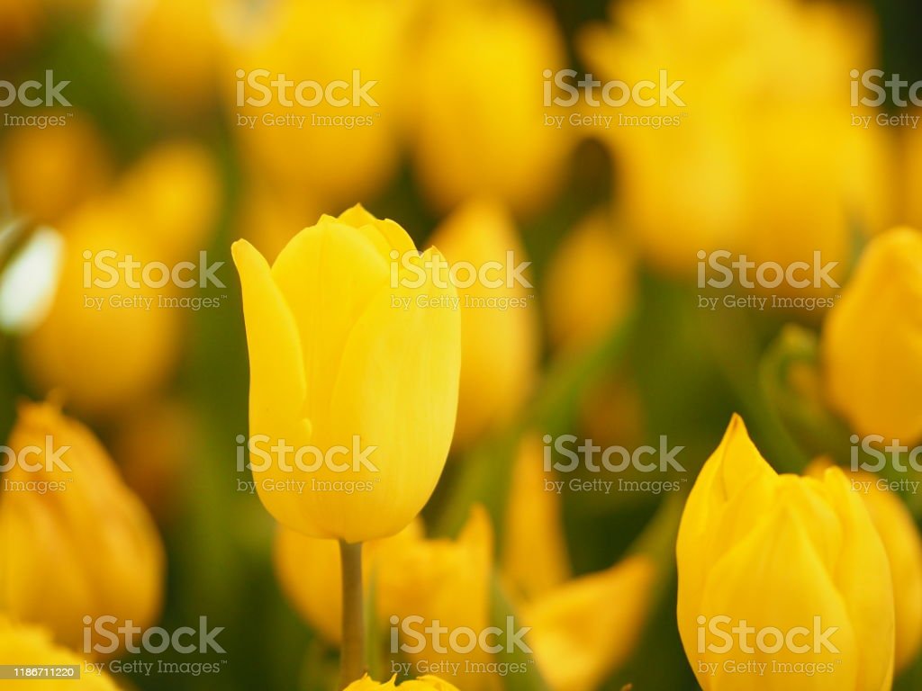 Detail Bunga Tulip Kuning Nomer 38