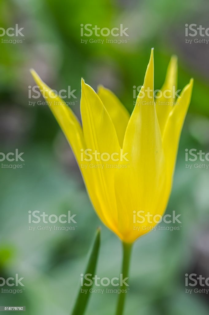 Detail Bunga Tulip Kuning Nomer 44