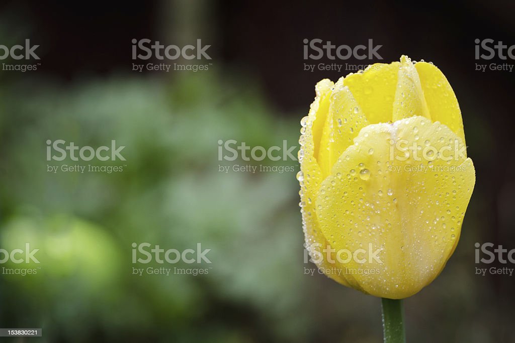 Detail Bunga Tulip Kuning Nomer 45