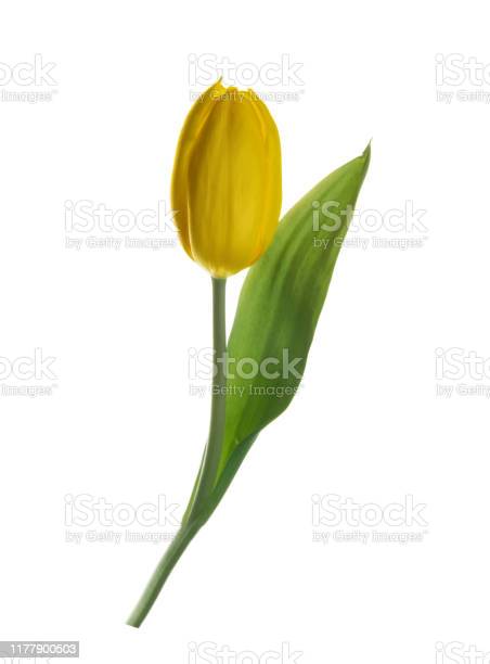Detail Bunga Tulip Kuning Nomer 47