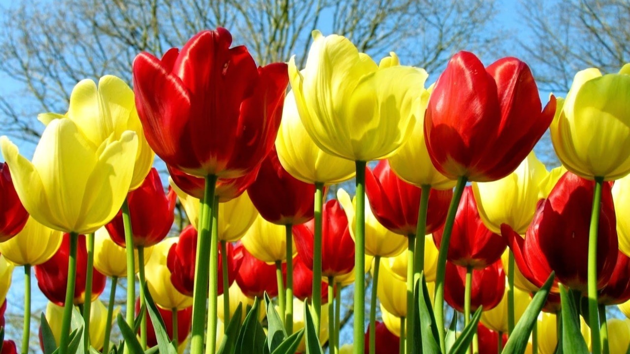 Bunga Tulip Mekar - KibrisPDR