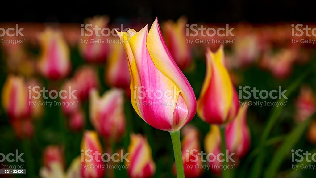 Detail Bunga Tulip Mekar Nomer 55