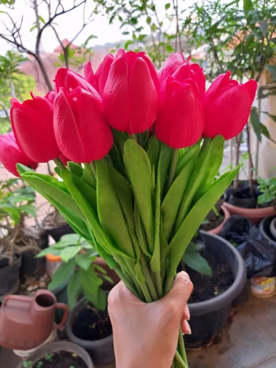 Detail Bunga Tulip Merah Nomer 20