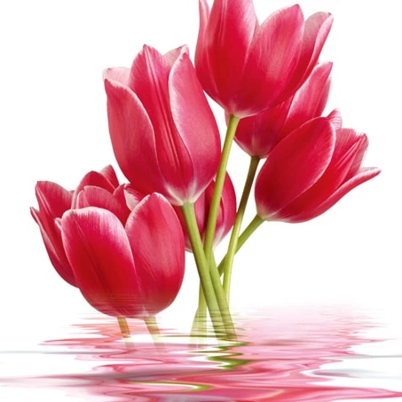 Detail Bunga Tulip Merah Nomer 22