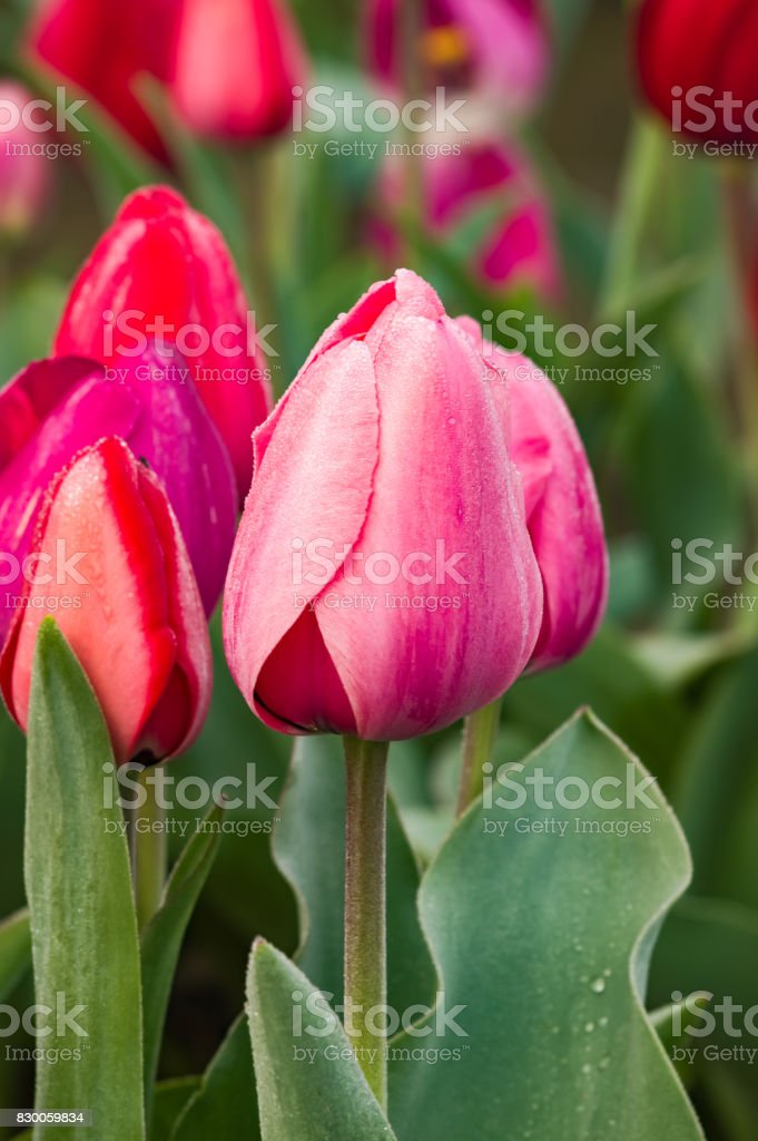 Detail Bunga Tulip Merah Nomer 34