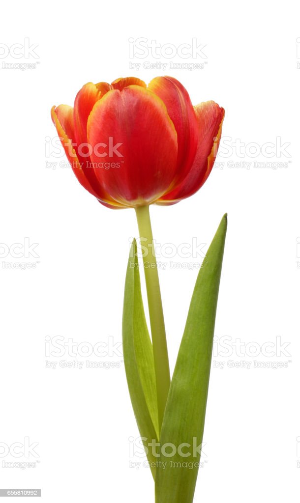 Detail Bunga Tulip Merah Nomer 55