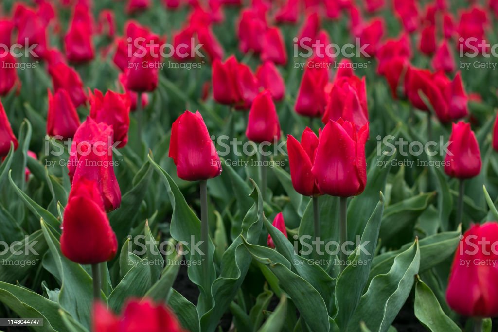 Detail Bunga Tulip Merah Nomer 56