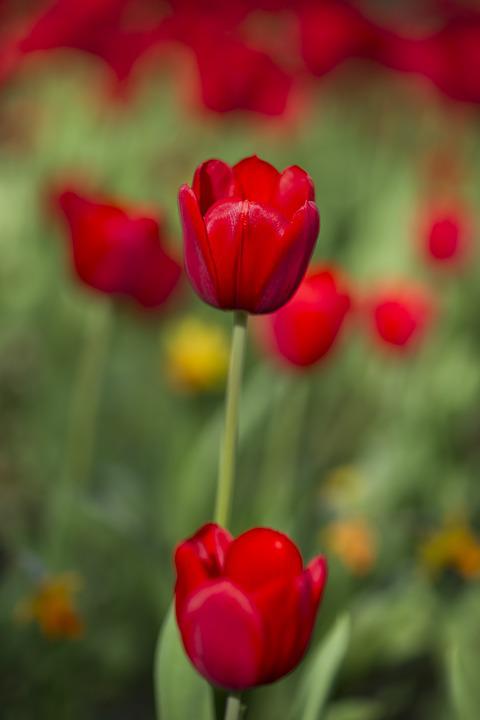 Detail Bunga Tulip Merah Nomer 7