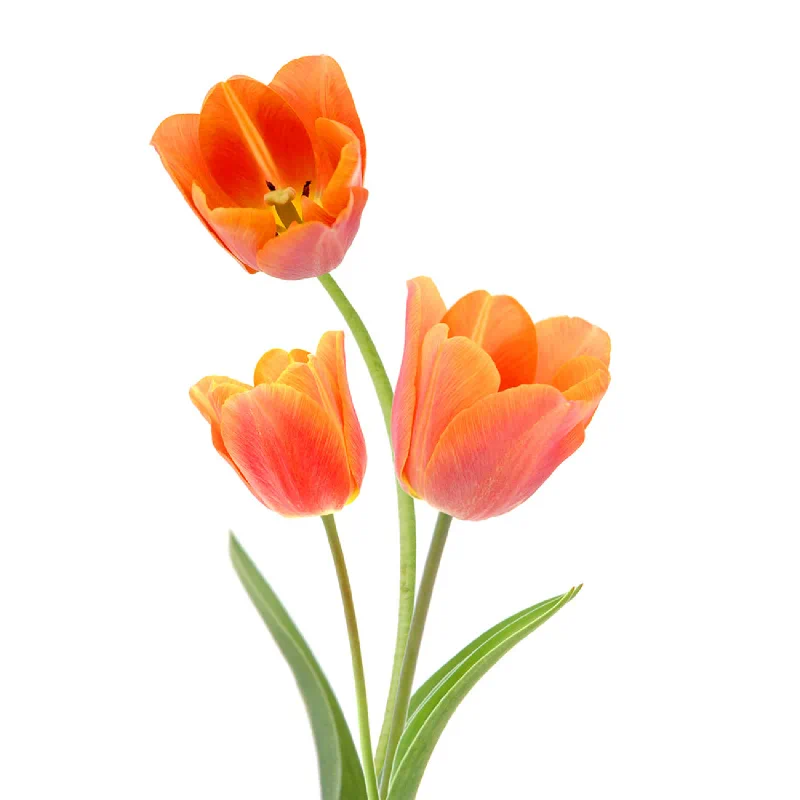 Bunga Tulip Orange - KibrisPDR