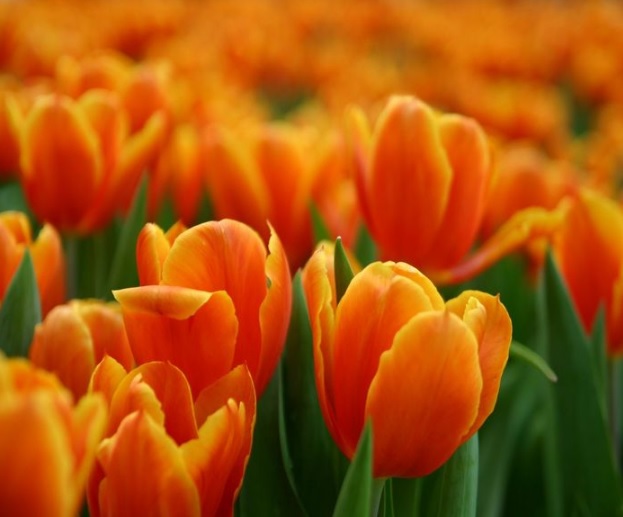 Detail Bunga Tulip Orange Nomer 3