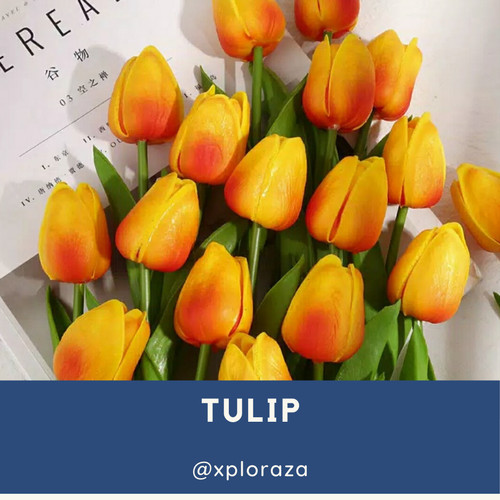 Detail Bunga Tulip Orange Nomer 34