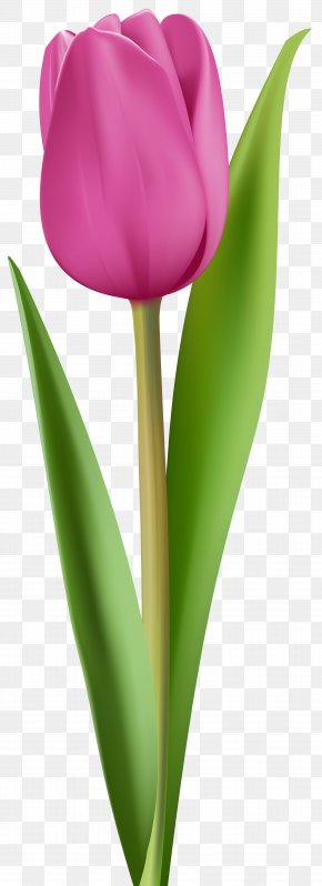 Detail Bunga Tulip Png Nomer 50